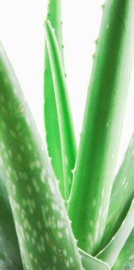 Aloe Vera 'nın Beyaz Arkaplanda Yakın Çekimi.