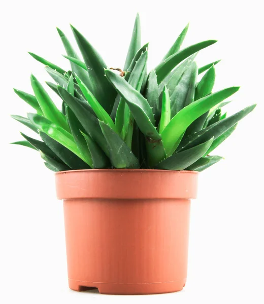 Primo Piano Aloe Vera Sfondo Bianco — Foto Stock