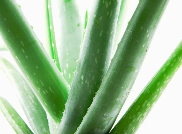 Nahaufnahme Von Aloe Vera Auf Weißem Hintergrund — Stockfoto