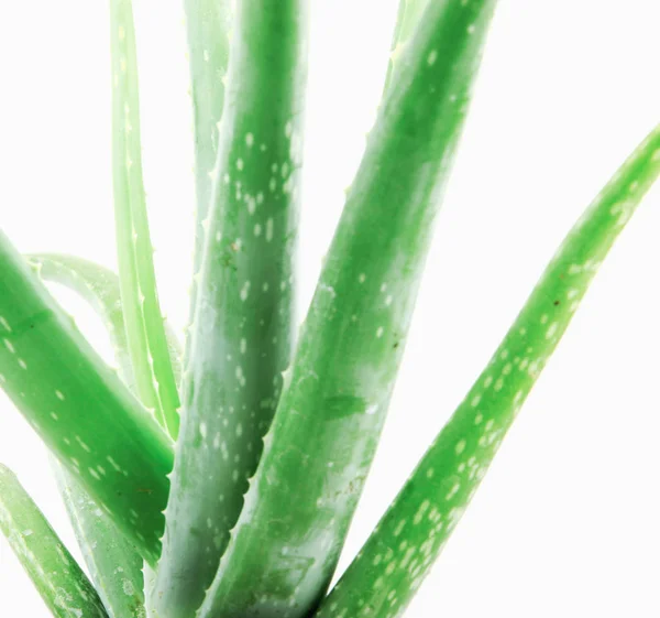Nahaufnahme Von Aloe Vera Auf Weißem Hintergrund — Stockfoto