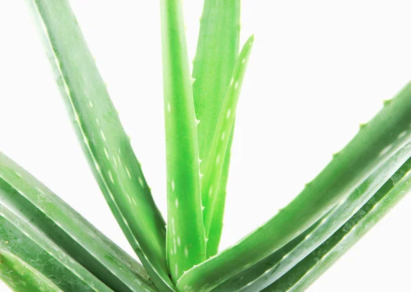 Aloe Vera Nın Beyaz Arkaplanda Yakın Çekimi — Stok fotoğraf