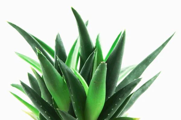 Detailní Záběr Aloe Vera Bílém Pozadí — Stock fotografie