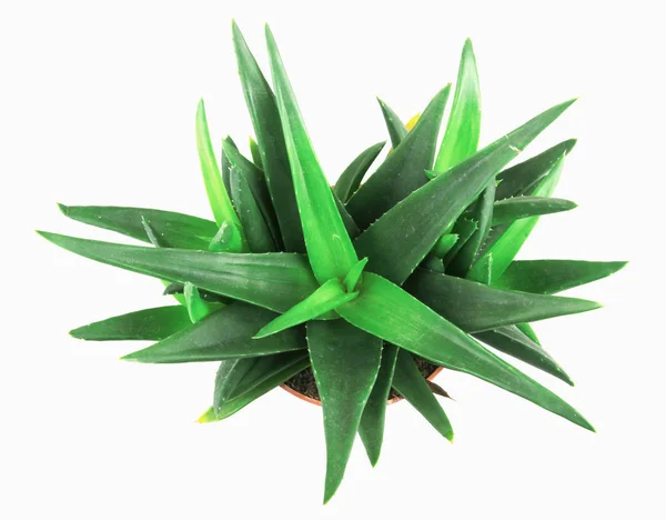 Primo Piano Aloe Vera Sfondo Bianco — Foto Stock