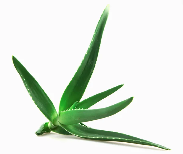 Närbild Aloe Vera Vit Bakgrund — Stockfoto