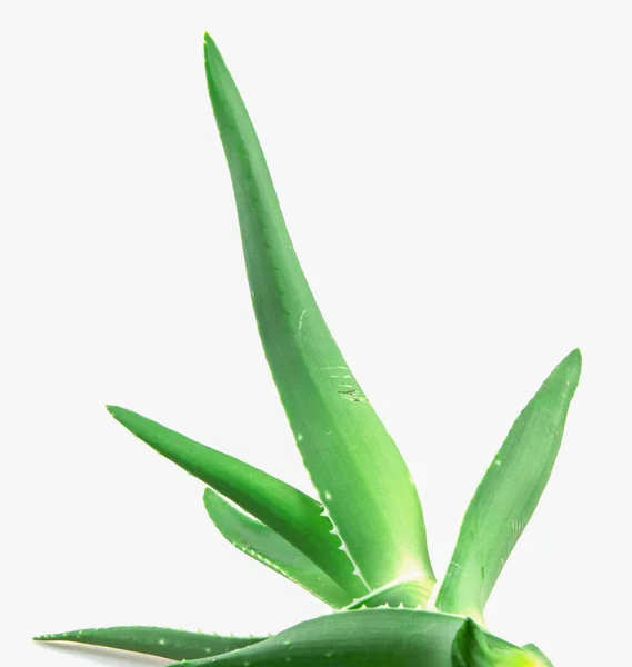 Närbild Aloe Vera Vit Bakgrund — Stockfoto