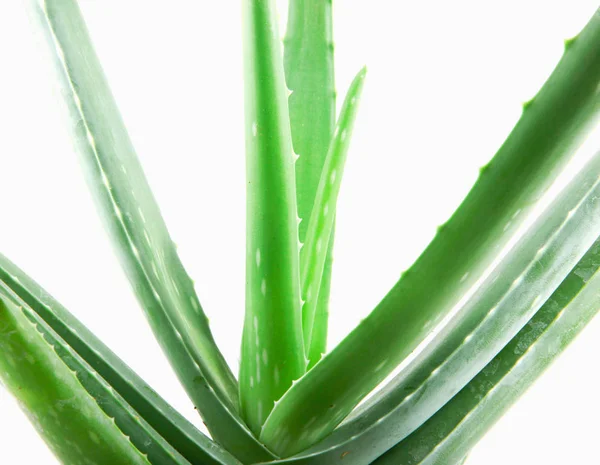 Primo Piano Aloe Vera Sfondo Bianco — Foto Stock