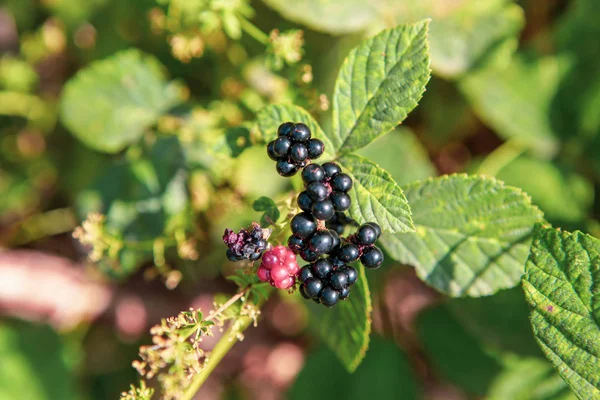 Moras Orgánicas Frescas Cultivadas Área Ecológicamente Limpia — Foto de Stock