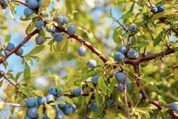 Fresh Organic Blueberries Grown Ecologically Clean Area — Stock Photo, Image