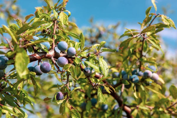 Fresh Organic Blueberries Grown Ecologically Clean Area — Stock Photo, Image