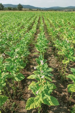 Ekolojik olarak temiz alanda tütün tarlası.