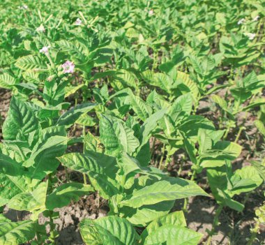 Ekolojik olarak temiz alanda tütün tarlası.