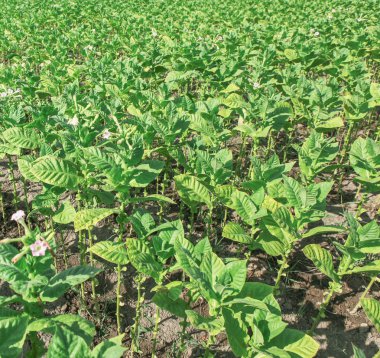 Ekolojik olarak temiz alanda tütün tarlası.