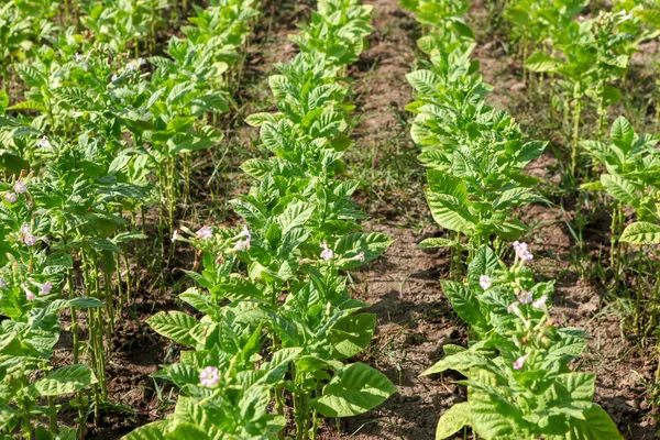 Dohányterület Ökológiai Szempontból Tiszta Területen — Stock Fotó