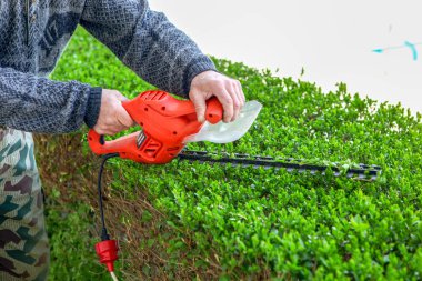 Çit kırpma otomatik makas ile kesme.