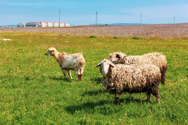 Erken Baharda Koyun Sürüsü — Stok fotoğraf