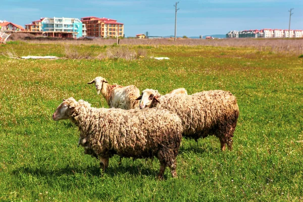 Erken Baharda Koyun Sürüsü — Stok fotoğraf