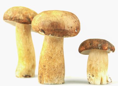 Cep boletus mantarı mantar