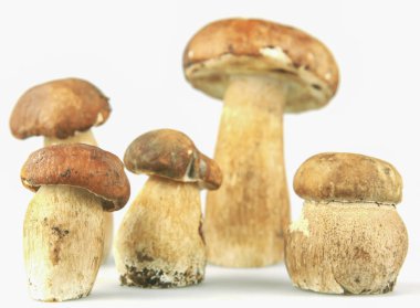 Cep boletus mantarı mantar
