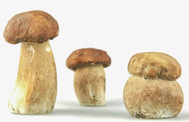 Cep boletus mantarı mantar