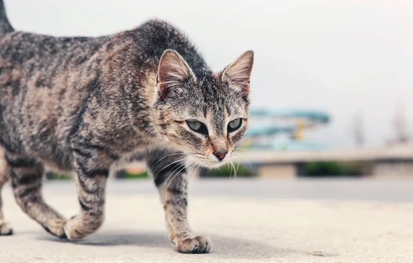 Sokakta Güzel Bir Kedi — Stok fotoğraf
