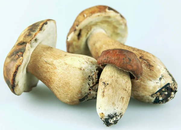 Cep Boletus Edulis Mushroom — Stock Photo, Image