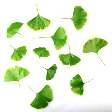 Beyaz arkaplanda Ginkgo biloba yaprağı izole