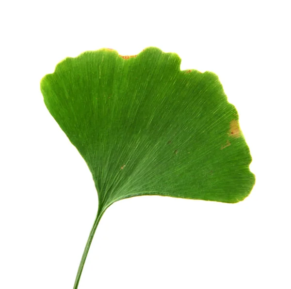 白地に孤立したイチョウの葉 — ストック写真