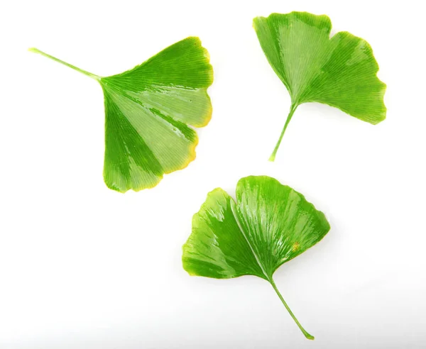 Folha Ginkgo Biloba Isolada Sobre Fundo Branco — Fotografia de Stock