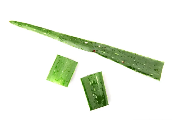 Aloe Vera Beyaz Arkaplanda Izole — Stok fotoğraf