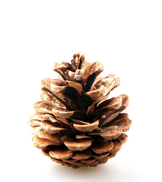 Large Natural Pine Cone Isolated White Background — Stock Photo, Image