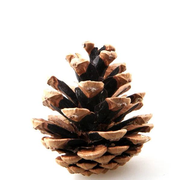 Large Natural Pine Cone Isolated White Background — Stock Photo, Image
