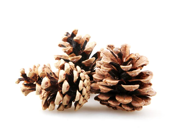 Large Natural Pine Cone Isolated White Background — Stock Photo, Image