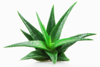 Aloe vera bitkisi beyaz arkaplanda