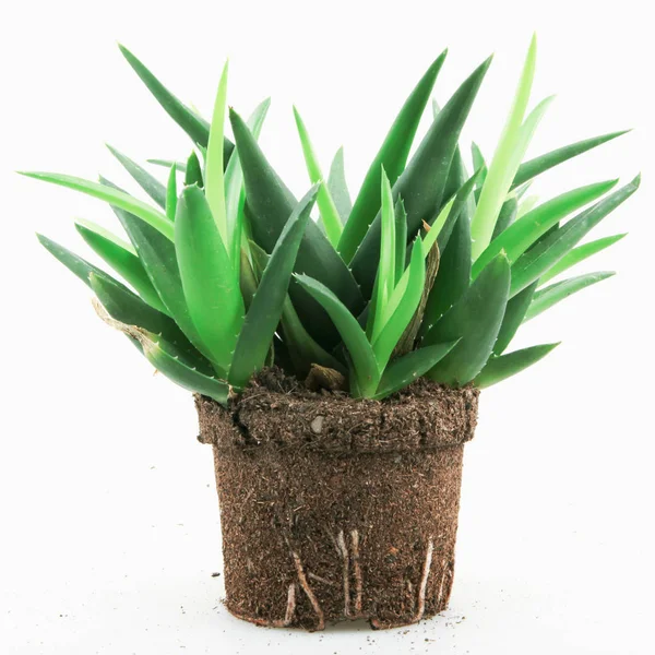 Aloe Vera Bitkisi Beyaz Arkaplanda — Stok fotoğraf