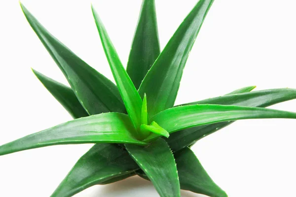 Aloe Vera Planta Sobre Fundo Branco — Fotografia de Stock