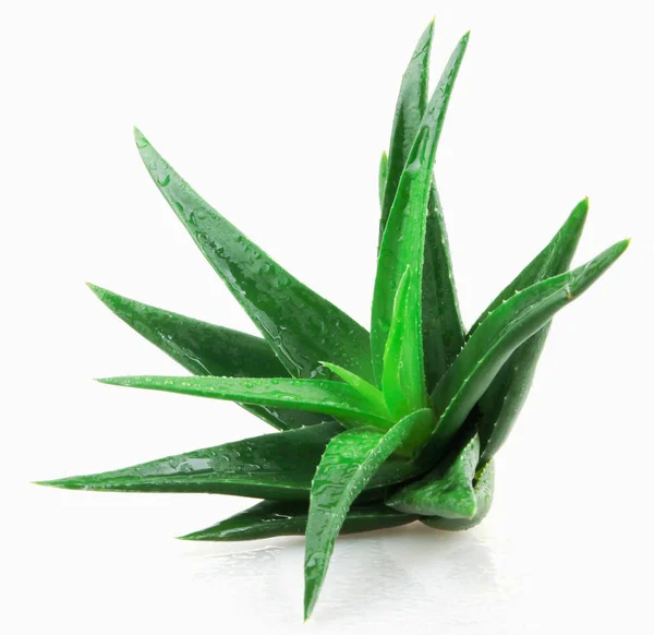 Aloe Vera Planta Sobre Fundo Branco — Fotografia de Stock