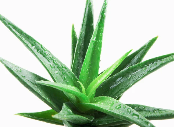 Pianta Aloe Vera Fondo Bianco — Foto Stock