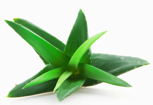 Aloe Vera Növény Fehér Alapon — Stock Fotó