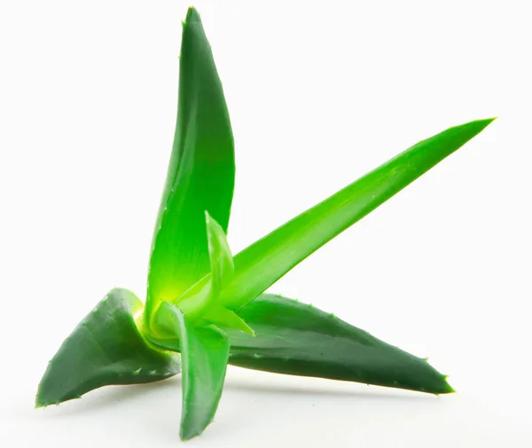 Aloe Vera Pflanze Auf Weißem Hintergrund — Stockfoto