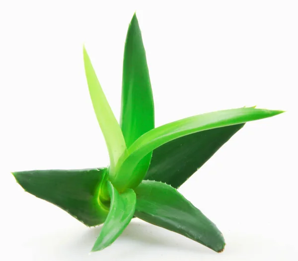 Aloe Vera Növény Fehér Alapon — Stock Fotó