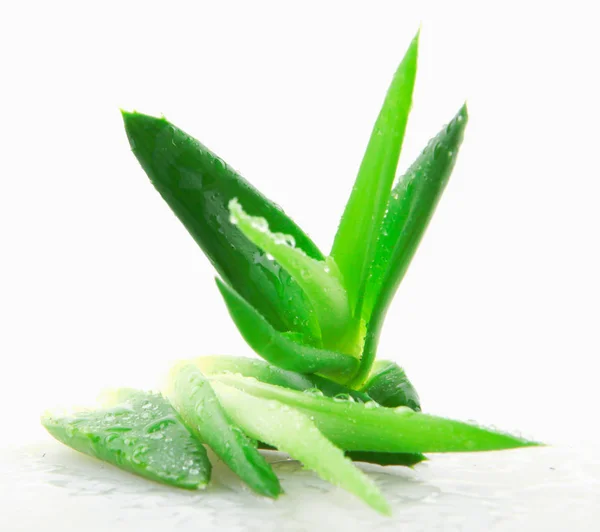 Aloe Vera Rostlina Bílém Pozadí — Stock fotografie