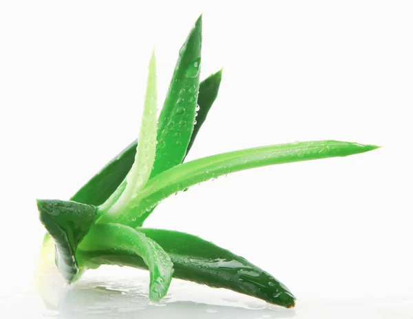 Aloe Vera Bitkisi Beyaz Arkaplanda — Stok fotoğraf