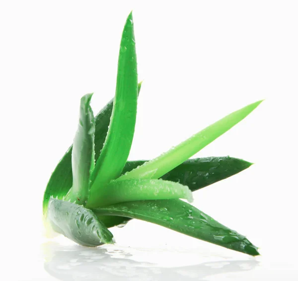 Aloe Vera Növény Fehér Alapon — Stock Fotó