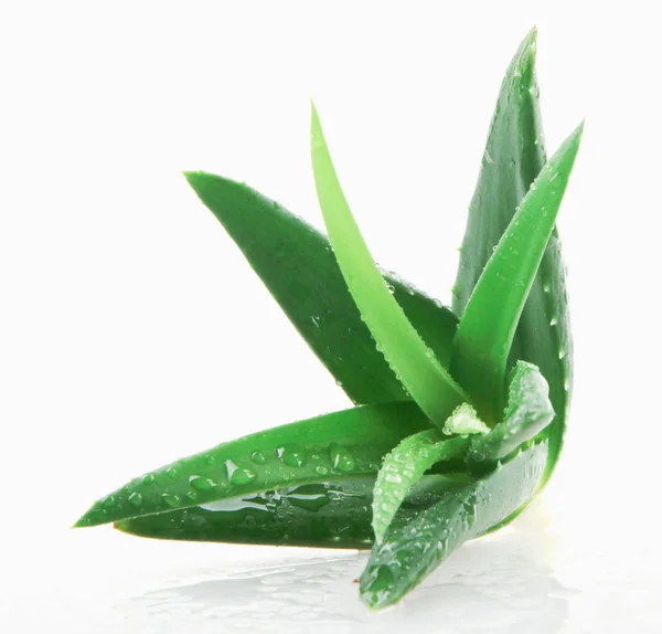 Aloe Vera Pflanze Auf Weißem Hintergrund — Stockfoto