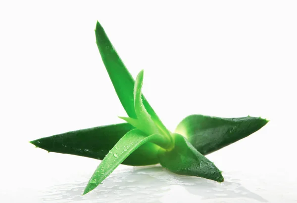 Aloe Vera Planta Sobre Fundo Branco — Fotografia de Stock