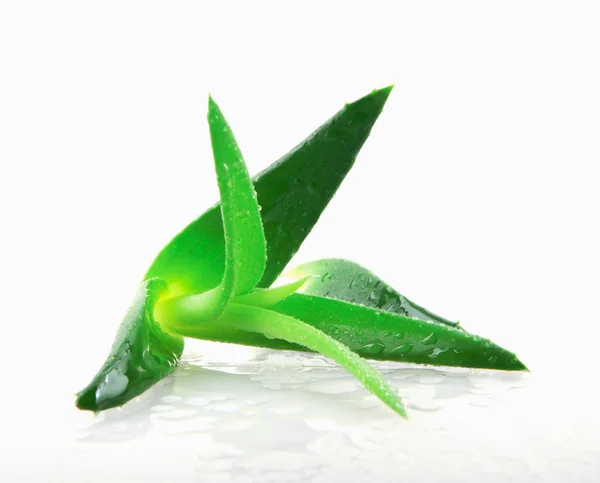 Aloe Vera Pflanze Auf Weißem Hintergrund — Stockfoto