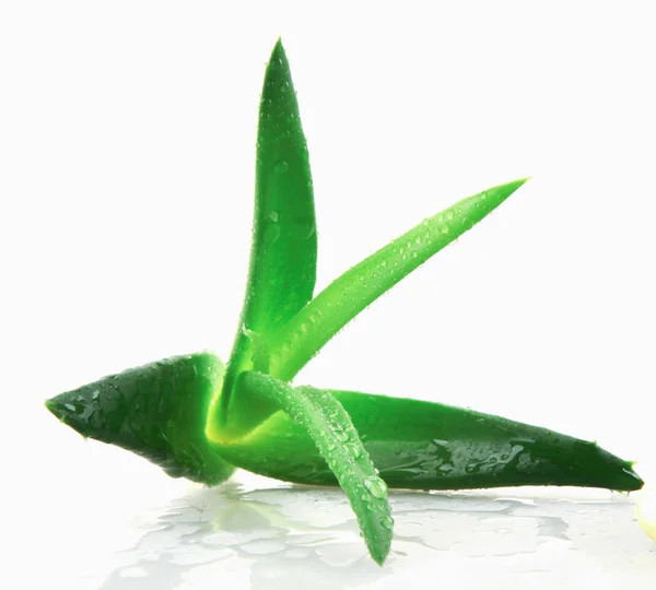 Aloe Vera Planta Sobre Fundo Branco — Fotografia de Stock