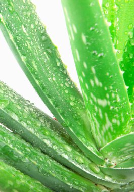 Aloe vera bitkisi beyaz arkaplanda