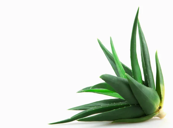 Pianta Aloe Vera Fondo Bianco — Foto Stock