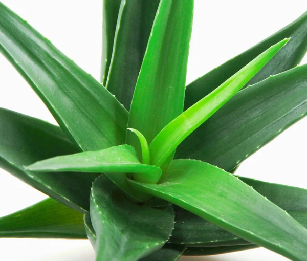 Pianta Aloe Vera Fondo Bianco — Foto Stock